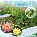 (ビオトープ)(水草)おまかせ水辺植物レイアウトセット(スイレン付) 10000円セット 本州四国限定 お一人様1点限り