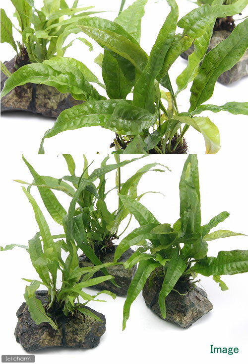 �ʿ���˥ߥ������ꥦ�ࡡ�ץƥ��ץ��������С�S��������1�ġ�