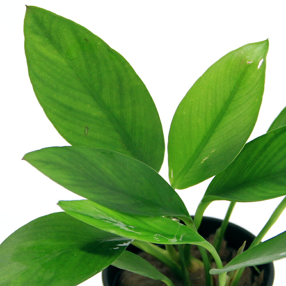 （水草）アヌビアス　コンゲンシス　ブロード（インボイス）（1ポット分）