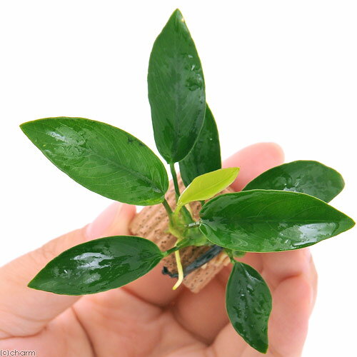 （水草）ライフマルチ（茶）アヌビアスナナ　ボンサイ（1個）
