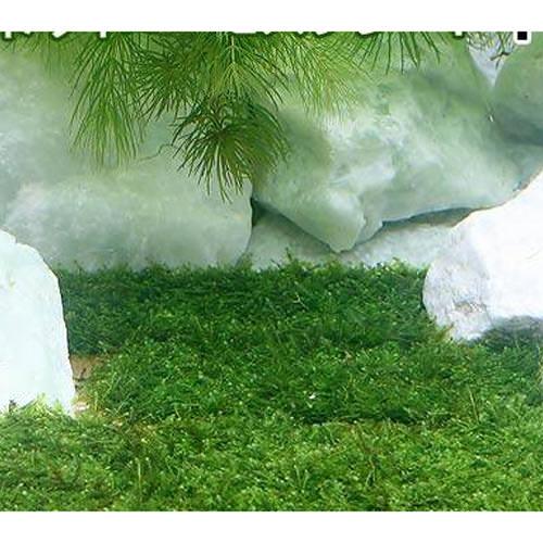 （水草）★育成済★　