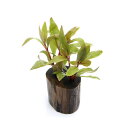 (水草)アルテルナンテラ レインキー(水上葉)ログポット付(無農薬)(1個)