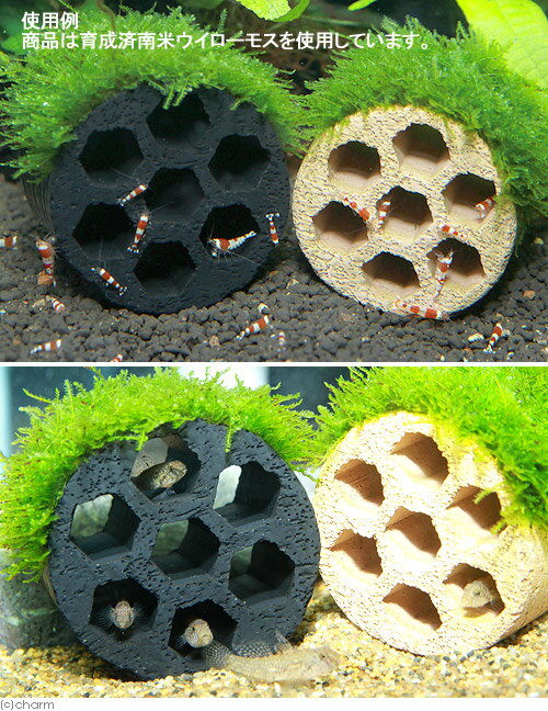 （水草）巻きたて　ハニカムシェルター　ウィローモス（水中葉）（無農薬）（3個） 2
