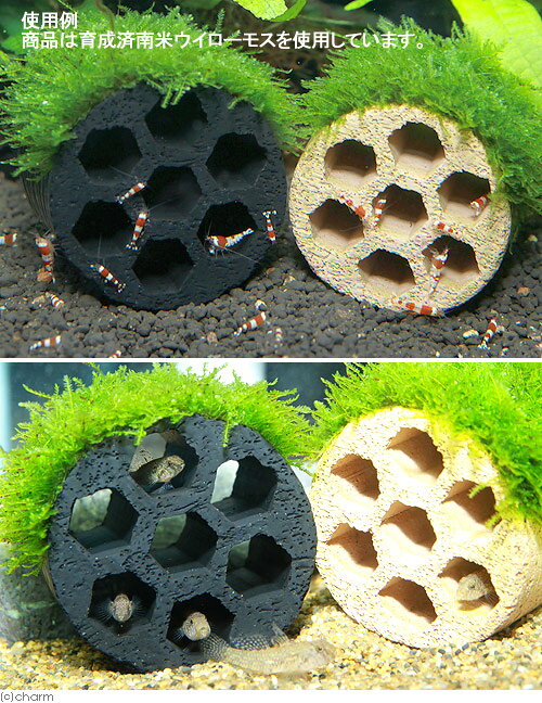 （水草）巻きたて　ハニカムシェルター　ジャイアント南米ウィローモス（水中葉）...