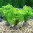 (水草)メダカ・金魚藻 ゼオライトリング(グレー)イエローカボンバ(1個)