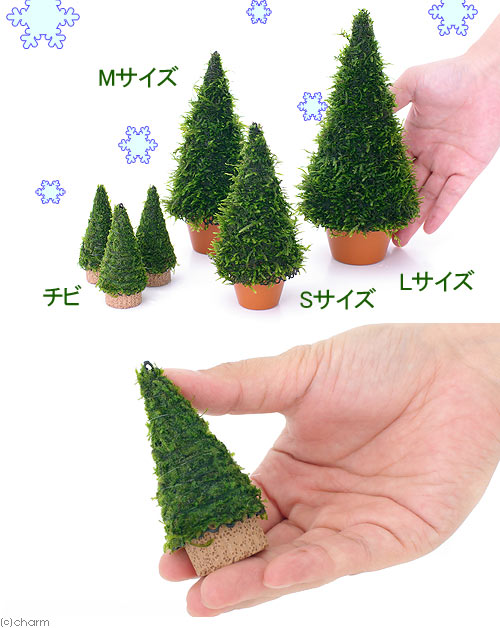 （水草）巻きたて　モスツリー（ウィローモス）チビサイズ（水中葉）（無農薬）（1...