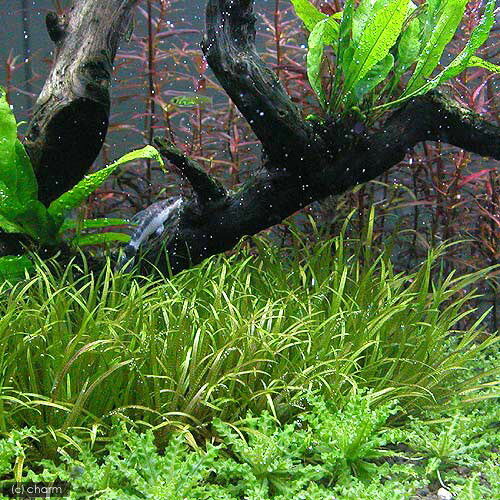 �ʿ���˥֥ꥯ�������硼�ȥ꡼�ա�̵�����ˡ�6��ʬ��