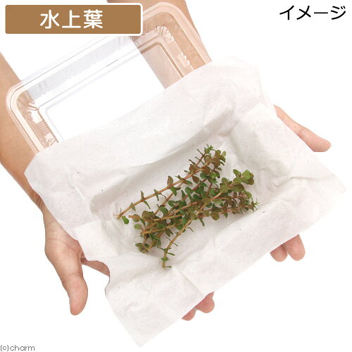 （水草）ロタラsp．イエロー（水上葉）（無農薬）（10本）