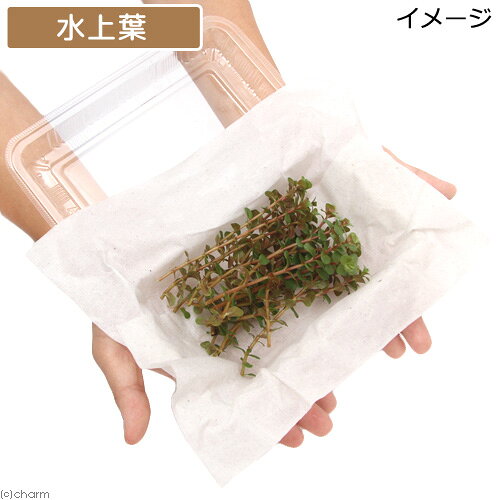 （水草）ロタラsp．イエロー（水上葉）（無農薬）（20本）