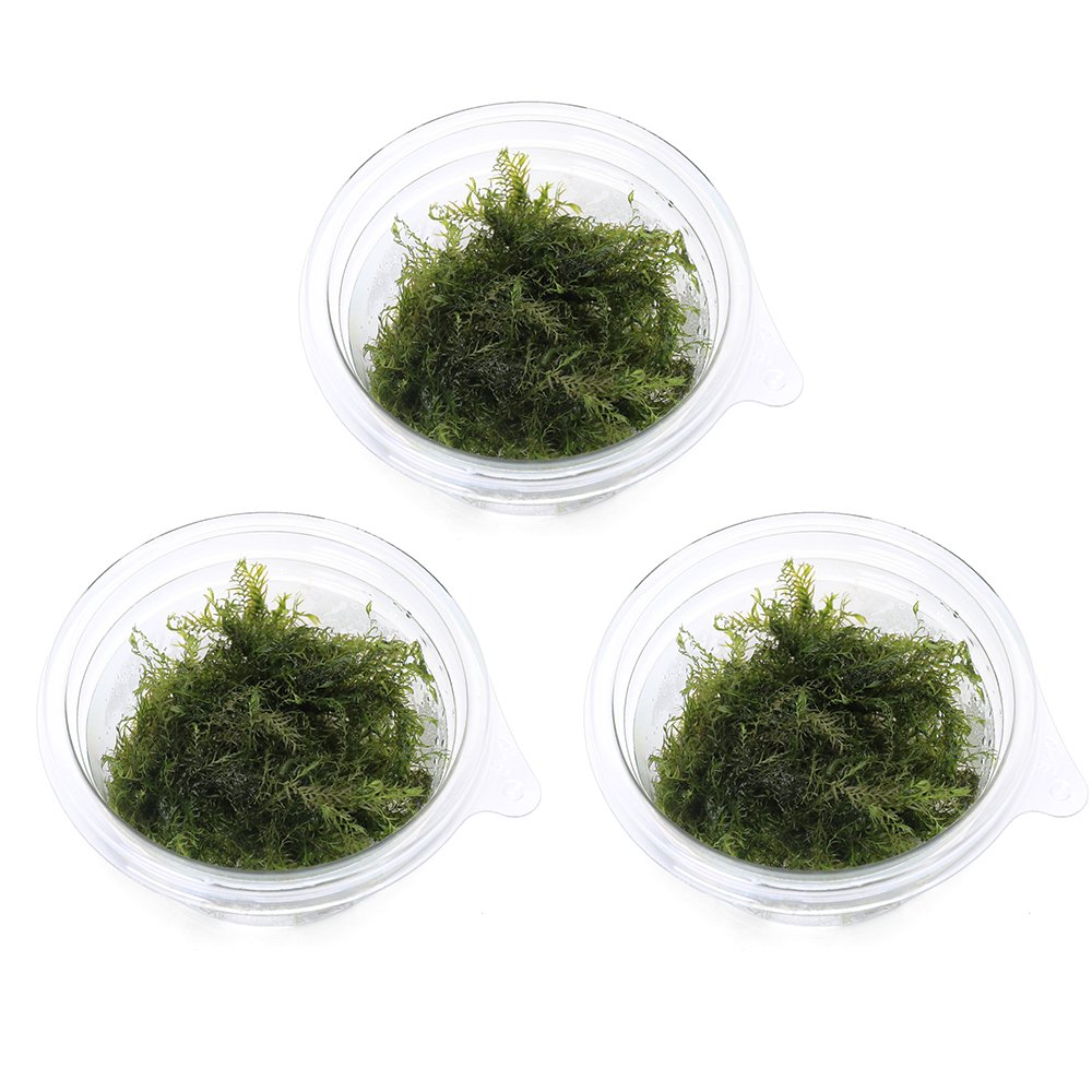 （水草）ウォーターフェザー（水中葉）（無農薬）（3カップ）