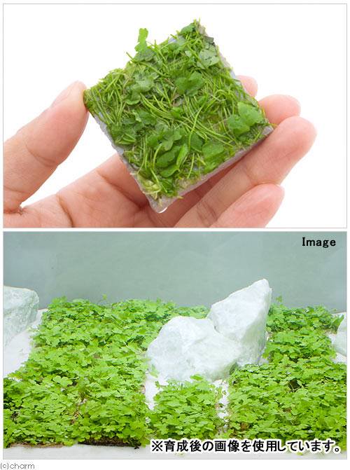 （水草）巻きたて　オーストラリアン　ノチドメ　タイル（水上葉）（無農薬）（1枚）