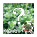 (水草)おまかせ水上葉 3種セット(計10本)+ 巻きたて ヘアーグラスショートボール(無農薬)(1個)