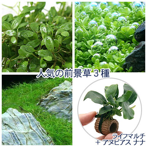 （水草）人気の前景草3種セット＋ライフマルチ（茶）アヌビアスナナ（水上葉）