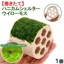 (エビ)(水草)巻きたて ハニカムシェルター ウィローモス(水中葉)(無農薬)(1個)+ミナミヌマエビ(10匹)