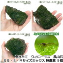 (エビ)(水草)巻きたて ウィローモス 風山石 SS・S・Mサイズ(計5個)+ミナミヌマエビ(10匹)