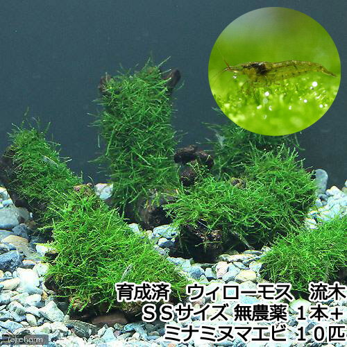 （水草）★育成済★　ウィローモス　流木　SSサイズ（約10cm）（無農薬）（1本）＋ミナミヌマエビ（10匹） 1