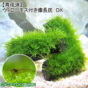 (エビ)(水草)育成済 ウィローモス 備長炭 DX(水中葉)(無農薬)(1個)+ミナミヌマエビ(10匹)
