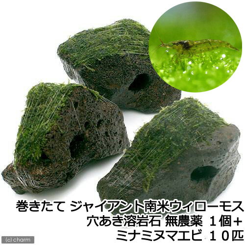 （エビ）（水草）巻きたて　ジャイアント南米ウィローモス　穴あき溶岩石（水中葉）　1個＋ミナミヌマ..