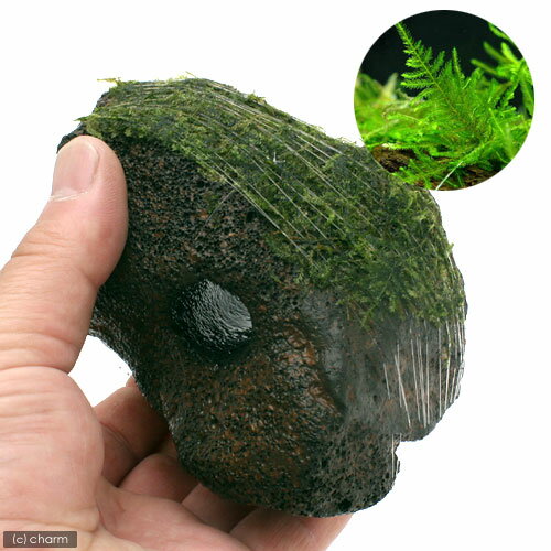 �ʥ��ӡˡʿ���˴������ơ����㥤��������ƥ��������⥹���ꤢ���ϴ��Сʿ����աˡ�1�ġܥߥʥߥ̥ޥ��ӡ�10ɤ