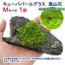 (エビ)(水草)ミナミヌマエビ(10匹)+キューバパールグラス 風山石 Mサイズ(約14cm)(無農薬)(1個)