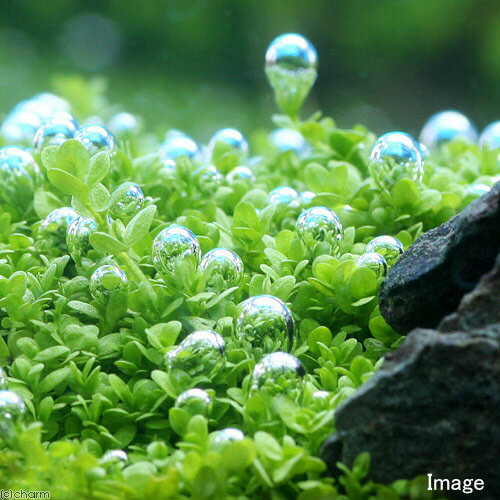 �ʥ��ӡˡʿ���˥ߥʥߥ̥ޥ��ӡ�10ɤ�ˡܥ��塼�Хѡ��륰�饹�������С�M����������14cm�ˡ�̵�����ˡ�1�ġ�