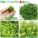 (水草)お試しパールグラス(水上葉)(無農薬)(4種セット)