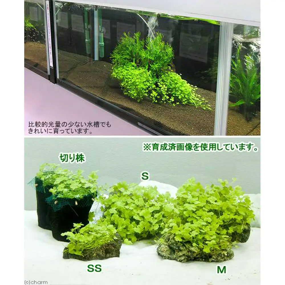 �ʥ��ӡˡʿ���˴������ơ��������ȥ�ꥢ�󡡥Υ��ɥ��դ������С�M�������ܥߥʥߥ̥ޥ����աʿ����ա�