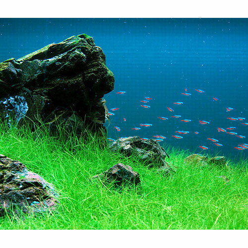 �ʿ���˴������ơ����å��������ա��إ������饹���硼�ȡ��ץ졼�ȡʿ���աˡ�̵�����ˡ�3���