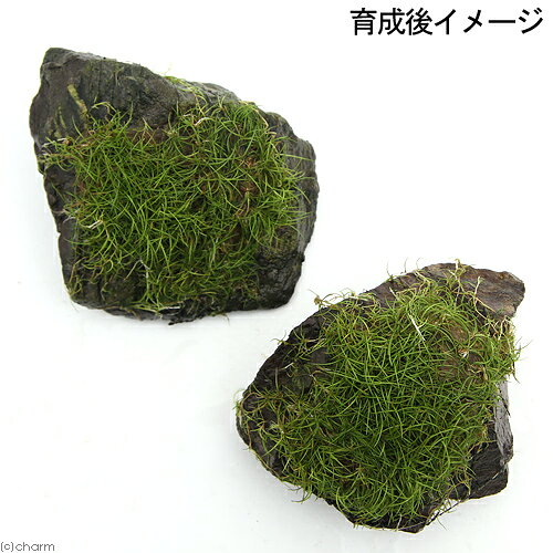 （水草）巻きたて　ロックウール付　ヘアーグラスショート　風山石　Sサイズ（8〜1...