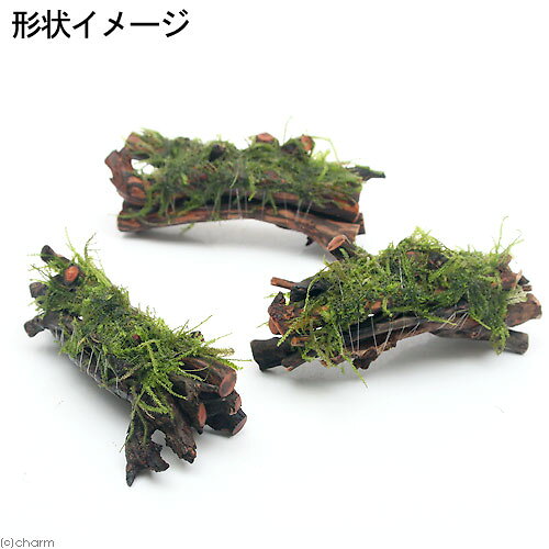 （水草）巻きたて　ウィローモス　エビ長屋（約10cm）（水中葉）（無農薬）（1個）...