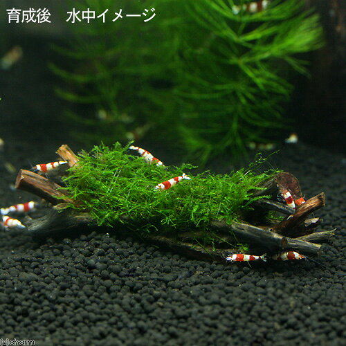 （水草）巻きたて　ウィローモス　エビ長屋（約10cm）（水中葉）（無農薬）（1個）...