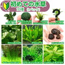 (水草)初めての水草 10種(1パック)説明書付