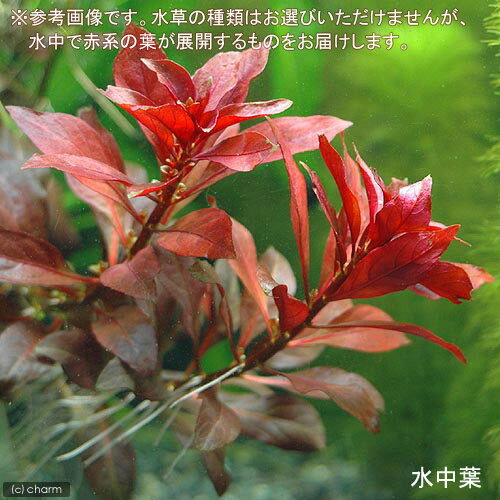 �ʿ���˥饤�եޥ������ˤ��ޤ����ַϿ���3��ʿ���աˡ�̵�����ˡ�3�ġ�
