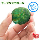 (水草)巻きたて ラージリシアボール(無農薬)(1個)