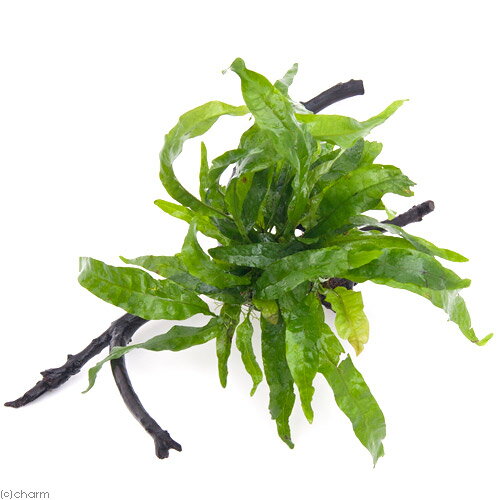 �ʿ���˥ߥ������ꥦ�ࡡ�ץƥ��ץ����ʥ����ա��޾�ή�ڡ�S����������10cm���ˡ�1�ܡ�