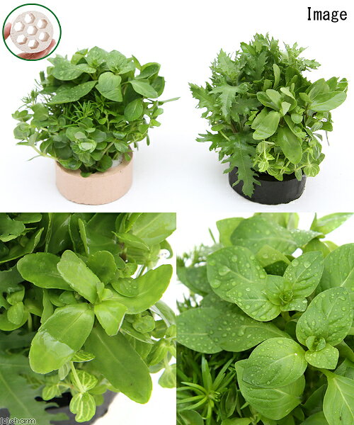 charm 3980 楽天市場店の（水草）ハニカムシェルター　寄せ植えミックス〜新緑〜（水上葉）（無農薬）（1個）｜アングル2