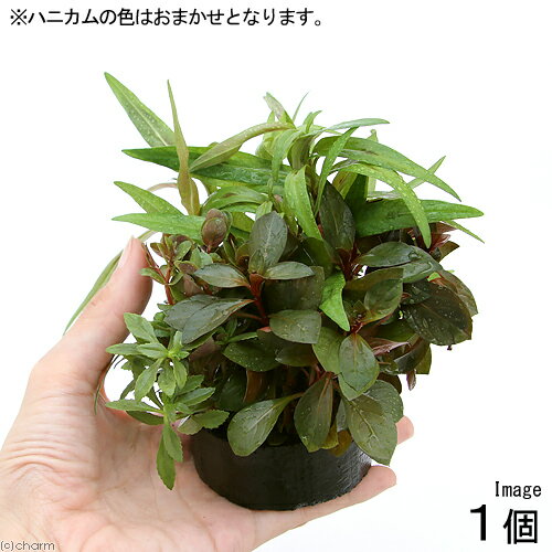 （水草）ハニカムシェルター　寄せ植えミックス～紅葉～（水上葉）（無農薬）（1個）