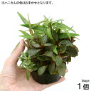 (水草)ハニカムシェルター 寄せ植えミックス〜紅葉〜(水上葉)(無農薬)(1個)