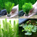 (水草)ゼオライトリング(グレー)メダカ・金魚藻セット(1セット)+ホテイ草(1株)+マツモ(3本)
