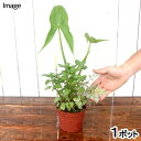 (ビオトープ)水生植物 メダカの鉢にも入れられる水生植物 ミニインスタント・ビオトープ 3.5号(1鉢)メダカの寄せ植え 水質浄化 隠れ家