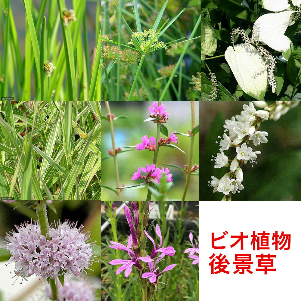 ※秋期から春先にかけての出荷の場合、地上部の葉が一部枯れた状態または地上部が無い状態での出荷となる場合がございます。 冬越しの為の休眠状態ですのでご理解を御願い致します。水生植物の住み分け 5つのタイプ水生植物には、それぞれ好きな水位があります。植物の特性を知ると、「どんなビオトープを作りたいか」がイメージしやすくなります。水辺の環境に合った植物を選び、自然な景観づくりを楽しみましょう！スタッフが、毎朝状態の良いオススメの水辺植物の後景草を1種類選びお送りいたします。ポットの状態で植物は発送致します。こちらは、セット商品です。植物の種類指定等はできませんのでご注意下さい。スタッフオススメのビオ植物1種が入ったセット！おまかせ水辺植物　後景草1種セット内容ビオ植物後景草3種類後景で使用可能な植物をおまかせで出荷致します。（草丈50cm〜1m以上）※発送品種例（ニホンハッカ・サンカクイ・ミソハギ）（カンガレイ・シュロガヤツリ・ミニパピルス）（ツルヨシ・シラサギカヤツリ・ウォーターミント）（フイリクサヨシ・シペルスロングス・タコノアシ）※種類の指定等はできませんのでご注意下さい。※複数セット・その他植物のセットご購入の際は種類が重複する場合がございます。特長・1ポットあたりの分量は個別で販売されているものと同等になります。 ・発送日に状態の良い水辺植物を当店スタッフが選別し、お客様に発送させていただきます。ご注意※複数個ご注文の場合、水辺植物の種類が重複する場合がございます。予めご了承ください。またセットに含まれる水辺植物の種類の指定や問い合わせに関してはお受けできません。※時期や在庫状況などにより、植物の育ち具合は異なります。予めご了承ください。 ※浮き草は含まれませんのでご了承ください。（ビオトープ）水生植物　おまかせ花菖蒲　3号（3ポットセット）（ビオトープ）水生植物　カンナ　品種おまかせ　4号（無農薬）（1ポット）（ビオトープ）睡蓮　温帯性睡蓮（スイレン）　色指定なし（無農薬）（1ポット）　品種・種類おまかせ（ビオトープ）水生植物　オススメ　ビオ植物（無農薬）（3ポット）メダカ　産卵（山野草）ナンゴクデンジソウ（南国田字草）（無農薬）（1ポット）（ビオトープ）水生植物　十和田アシ（無農薬）（1ポット）　湿性植物（ビオトープ）水生植物　オモダカ（ハナグワイ）（無農薬）（1ポット）　抽水植物（水草）水生植物　巻きたて　メダカが喜ぶ侘び島！〜赤系水草Ver．〜　浮き島　産卵　隠れ家（水上葉）（1個）（ビオトープ）水生植物　メダカの鉢にも入れられる水生植物　ムチカとルビンの寄せ植え（無農薬）（1ポット）（ルビン挿したて）（ビオトープ）メダカが喜ぶ水生植物！産卵・隠れ家用寄せ植え　3号（1ポット）水質浄化　隠れ家　産卵床　レイアウト（水草）ミニホテイ草（無農薬）（1株）金魚　メダカ … ガーデニング　水辺植物　その他セット　all_plants　20130525　YS　bio_130715　muryotassei_600_699　_gardening　1508bio　植物　植物生体　ガーデニング生体　sps1609_pu5_biosnt　育て方　育成方法　栽培方法（ビオトープ）水生植物　おまかせ後景草（無農薬）（3ポットセット）（ビオトープ）水生植物　おまかせ後景草（無農薬）（5ポットセット）■この商品をお買い上げのお客様は、下記商品もお買い上げです。※この商品には付属しません。■（ビオトープ）水生植物　おまかせ花菖蒲　3号（3ポットセット）（ビオトープ）水生植物　カンナ　品種おまかせ　4号（無農薬）（1ポット）（ビオトープ）睡蓮　温帯性睡蓮（スイレン）　色指定なし（無農薬）（1ポット）　品種・種類おまかせ（ビオトープ）水生植物　オススメ　ビオ植物（無農薬）（3ポット）メダカ　産卵（山野草）ナンゴクデンジソウ（南国田字草）（無農薬）（1ポット）（ビオトープ）水生植物　十和田アシ（無農薬）（1ポット）　湿性植物（ビオトープ）水生植物　オモダカ（ハナグワイ）（無農薬）（1ポット）　抽水植物（水草）水生植物　巻きたて　メダカが喜ぶ侘び島！〜赤系水草Ver．〜　浮き島　産卵　隠れ家（水上葉）（1個）（ビオトープ）水生植物　メダカの鉢にも入れられる水生植物　ムチカとルビンの寄せ植え（無農薬）（1ポット）（ルビン挿したて）（ビオトープ）メダカが喜ぶ水生植物！産卵・隠れ家用寄せ植え　3号（1ポット）水質浄化　隠れ家　産卵床　レイアウト（水草）ミニホテイ草（無農薬）（1株）金魚　メダカ