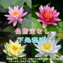 (ビオトープ)睡蓮 温帯性睡蓮(スイレン) ★株売り★ 色指定なし 下処理済み(3株)