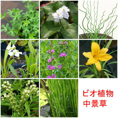 Other Aquatic Plants - （ビオトープ）水生植物　おまかせ中景草（10ポットセット）