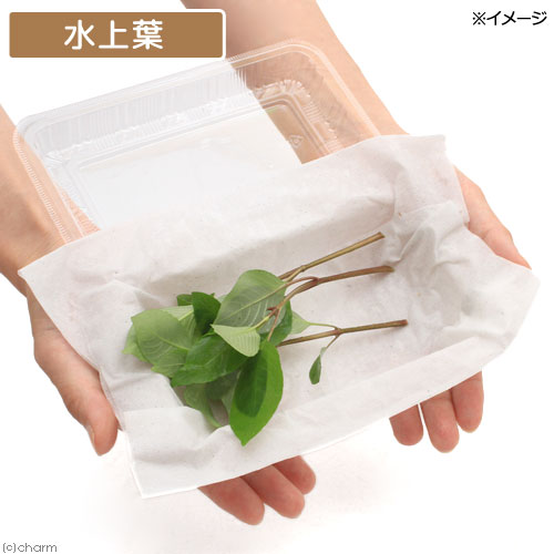 （水草）テンプルプラント　グリーン（水上葉）（無農薬）（3本）