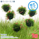 (水草)巻きたて ウィローモス バルーン(水中葉)(無農薬)(1個)