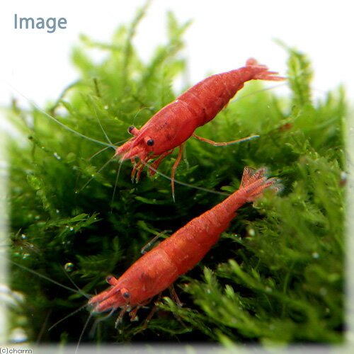 （水草）巻きたて　ウィローモス　バルーン（水中葉）（無農薬）（2個）