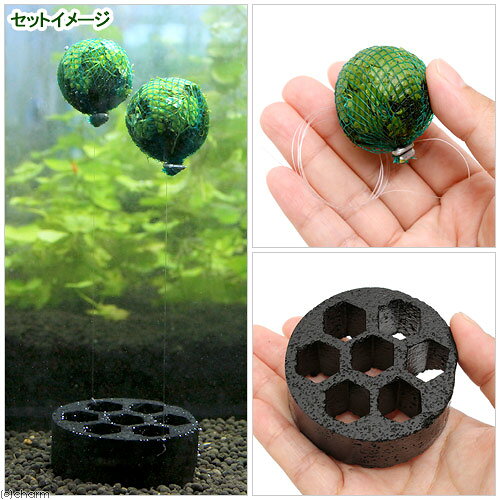 （水草）巻きたて　オーストラリアン　ノチドメ　バルーン（水上葉）（無農薬）（2...
