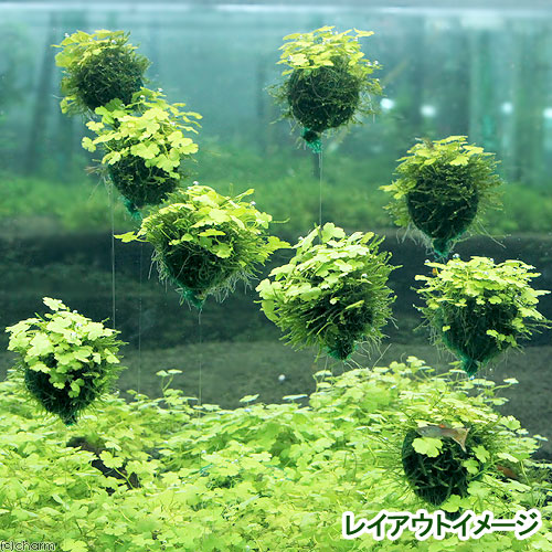 （水草）巻きたて　オーストラリアン　ノチドメ　バルーン（水上葉）（無農薬）（2...