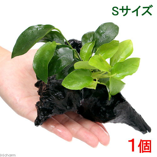 General - （水草）アヌビアス2種付き（アヌビアスナナ＆ゴールデン）　流木　Sサイズ（水上葉）（1本）（約15cm）