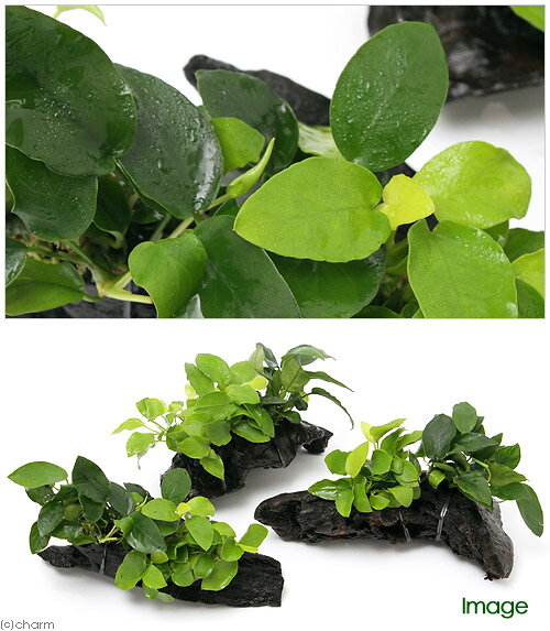 （水草）アヌビアス2種付き（アヌビアスナナ＆ゴールデン）　流木　Mサイズ（約20c...
